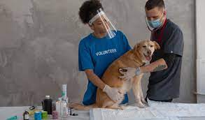 veterinarian or animal care